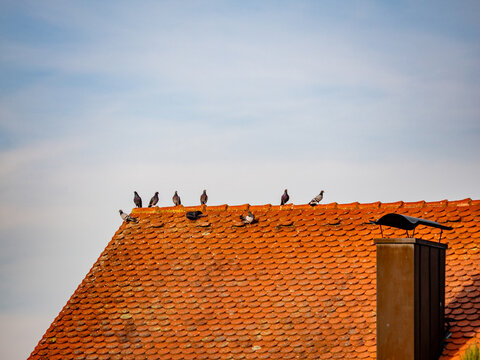 V&ouml;gel auf einem Dach