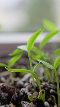 Young Plants Grow, Seedlings Flourish In Comfortable Surroundings, Delicate Shoots Develop Within Caring Soil Conditions, Fresh Green Sprouts Emerge From Moist Compost And Fertile Earth