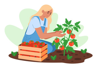A dedicated woman is tending to her tomato plants in a garden, showcasing nurturing and cultivating fresh produce in harmony with the natural environment. © Boren