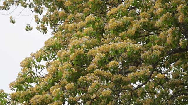 Beautiful Sacred Garlic Pear (crateva religiosa) flowers.