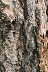 Red-Gray Rustic Wood Texture