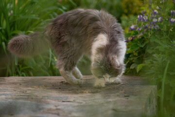 Fototapeta premium Cats that live outside. Take care of domestic cats living on the street.