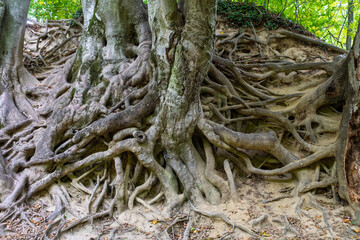 Tree Cluster with Exposed Roots on Hillside