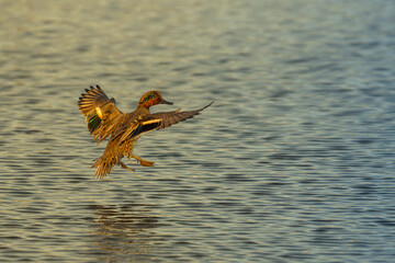 A green-winged Teal duck male in flight above the water, preparing to land