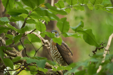 Crested goshawk perched in a tree with green leaves.