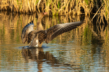 Graylag goose flapping its wings