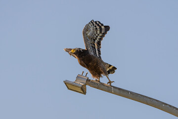 Crested serpent eagle taking flight from a light pole
