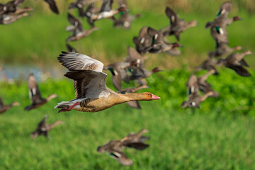 Graylag goose in flight and green-winged teal duck in the background
