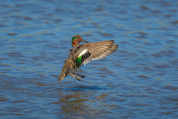 Green-winged Teal duck male above the water, flapping its wings