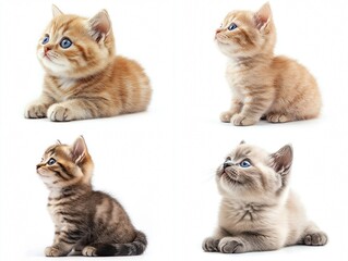 Adorable Kittens in Thoughtful Poses