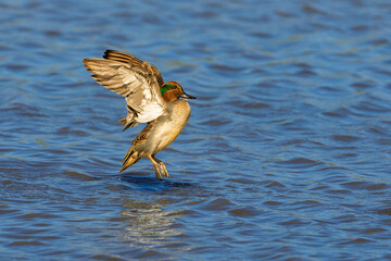Green-winged Teal duck male above the water, flapping its wings