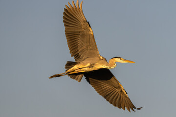 Grey heron in flight, open wings, sunset golden light