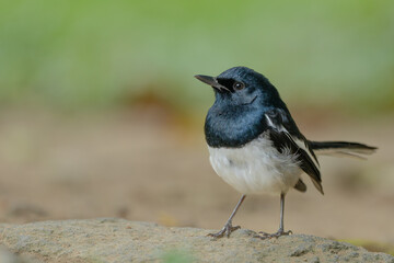 Oriental Magpie-Robin male sitting on a rock