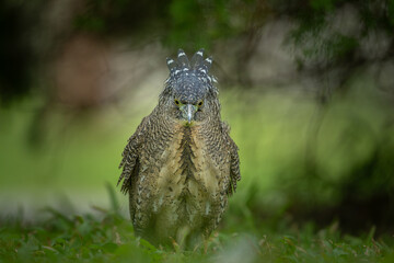 Malayan night heron fixing the next meal in the grass with his eyes