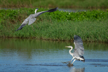 Two Grey Herons are having a territorial dispute