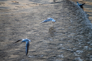 The Blackheaded Gulls The Yangtze