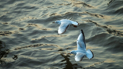 The Blackheaded Gulls The Yangtze