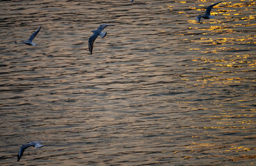 The Blackheaded Gulls The Yangtze