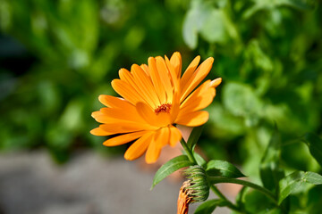 Large orange flower lit by bright sunlight in the garden.