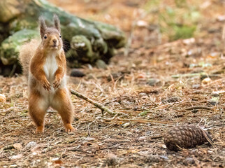 Curious red squirrel on its hind legs on the forest floor with pine needles