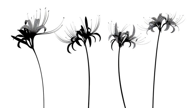 Spiderlily Images  Browse 10,197 Stock Photos, Vectors, and Video | Adobe  Stock