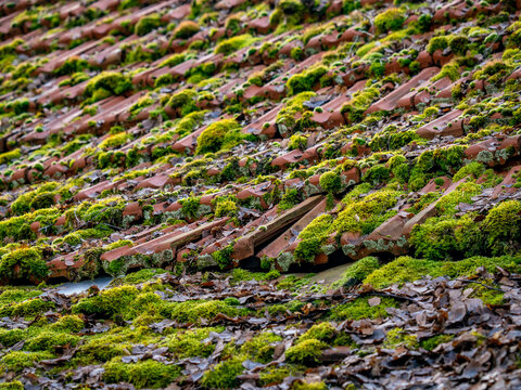 Viel Moos auf einem feuchten und alten Dach