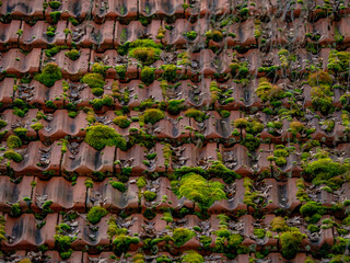 Viel Moos auf einem feuchten und alten Dach