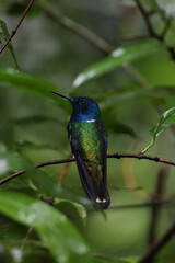 Fototapeta premium Hummingbird on a branch