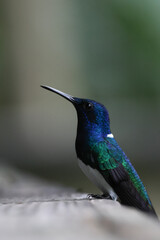blue tailed hummingbird