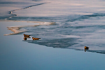 Foki odpopczywające na lagunie lodowca Jökulsárlón © Paweł Mielko