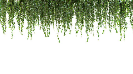 Hanging Green Vines with Fresh Leaves Against White Background