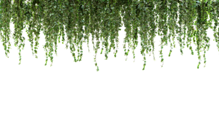 Hanging Green Vines with Fresh Leaves Against White Background