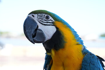 Parrots and macaws are kept as pets until people trust them enough not to fly away, then they are released to fly freely in the air. © nopwaratch