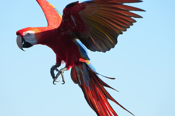 Parrots and macaws are kept as pets until people trust them enough not to fly away, then they are released to fly freely in the air. © nopwaratch