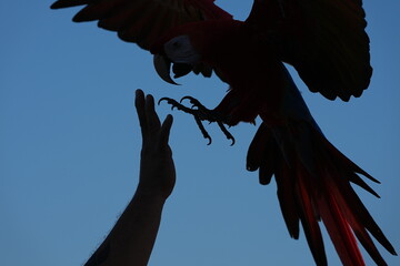 Parrots and macaws are kept as pets until people trust them enough not to fly away, then they are released to fly freely in the air. © nopwaratch