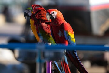 Parrots and macaws are kept as pets until people trust them enough not to fly away, then they are released to fly freely in the air. © nopwaratch