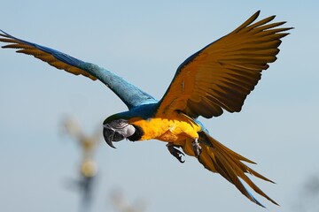 Parrots and macaws are kept as pets until people trust them enough not to fly away, then they are released to fly freely in the air. © nopwaratch