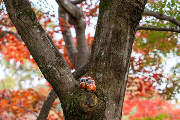 紅葉に囲まれた勝尾寺のダルマ