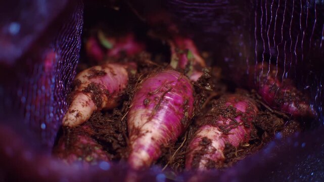 359Textural close-up of beets inside purple mesh, faint soil traces enhancing authenticity, illuminated by cool bluish warehouse lighting