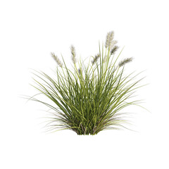 Ornamental grass from the moor grass family blooming isolated on white and transparent background