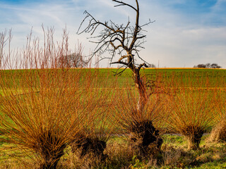 Weidenbäume im Winter