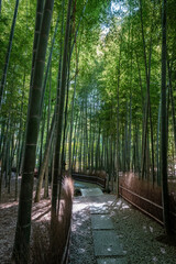[神奈川県]鎌倉・報国寺の竹林