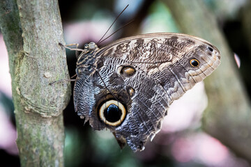 occhi © Gianluca Santoro