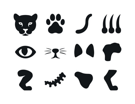 Leopard Anatomy Icons. Leopard anatomy. Solid icon set of leopar