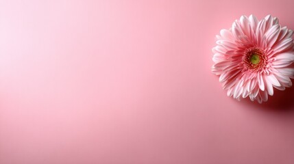 A stunning pink gerbera flower set against a soft pastel background that emphasizes the flower’s delicate features, evoking feelings of warmth, beauty, and love.