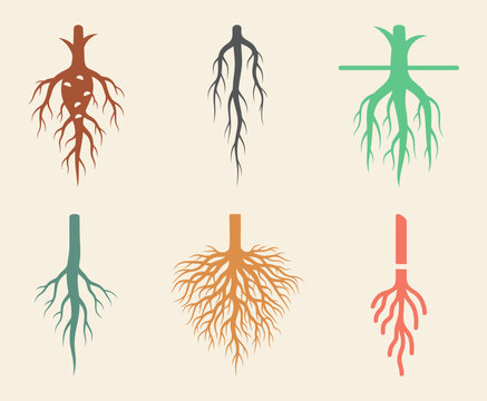 Root System Types Fibrous Roots Taproot Adventitious Roots Aerial Roots Brown Background