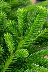 Fresh green fir tree branches with dense needles, natural evergreen foliage texture in vibrant color tones for nature, forest and seasonal design concepts
