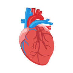 Human heart anatomy, medical vector illustration human internal organ - heart. Anatomical illustration of a human heart.