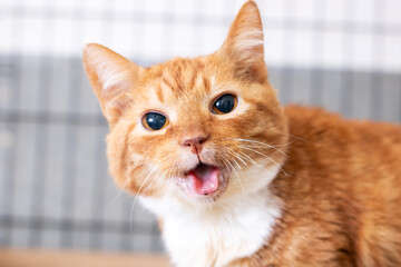 Expressive ginger cat with bright eyes and extended tongue desires caring environment