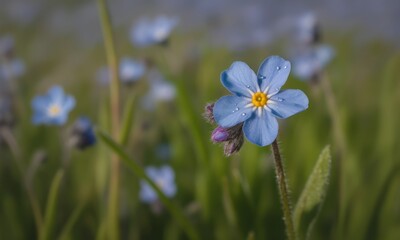 Close-up of a Forget-Me-Not flower, vibrant blue petals, dew drops, amidst green grass